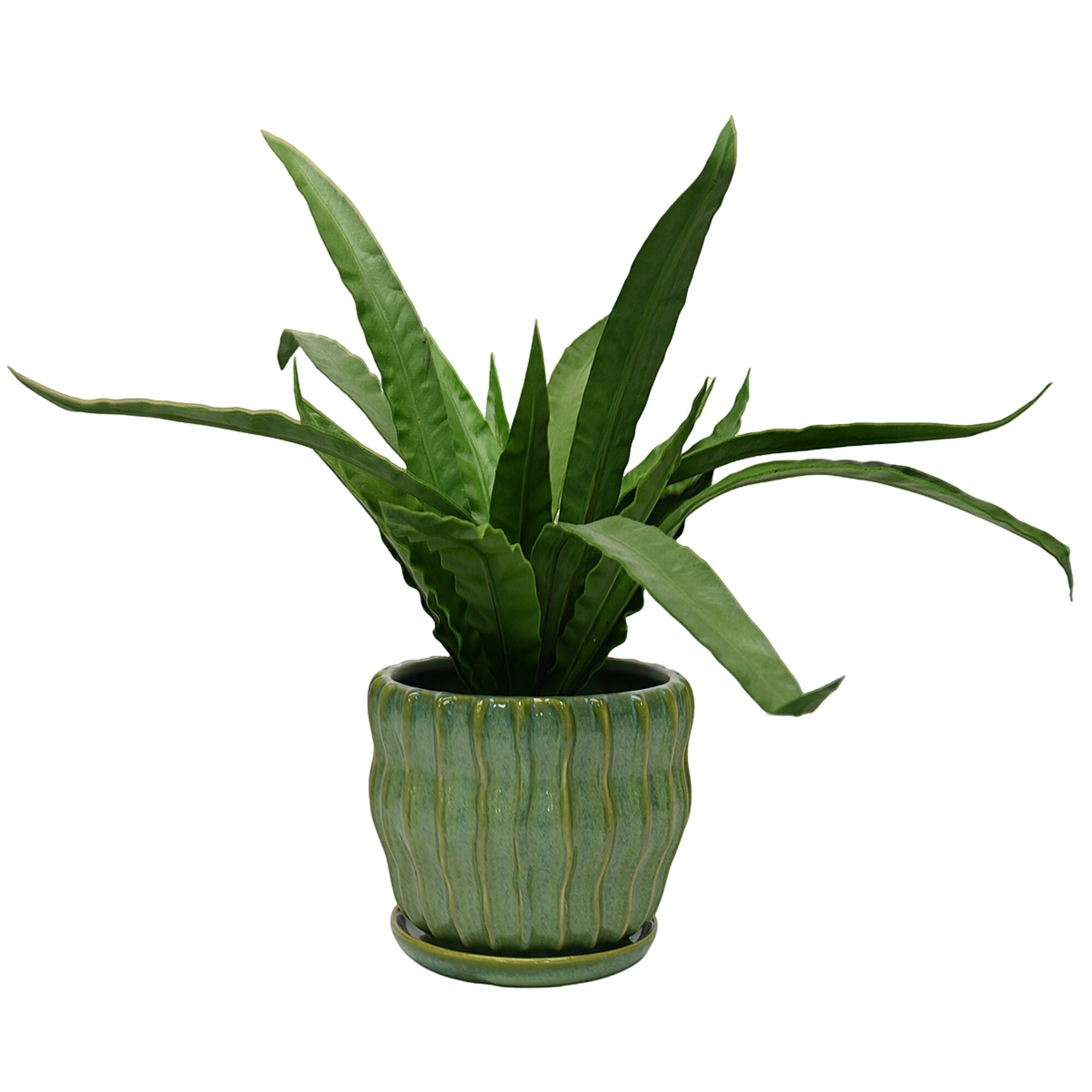 7.25" Green Ceramic Pot with Saucer by Ashland®